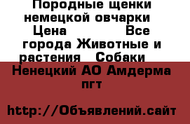 Породные щенки немецкой овчарки › Цена ­ 24 000 - Все города Животные и растения » Собаки   . Ненецкий АО,Амдерма пгт